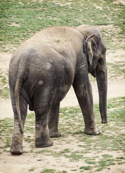 Éléphant d'Asie (Elephas maximus) ) — Photo