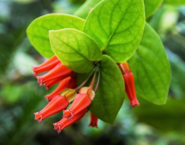 Kırmızı tropikal çiçek