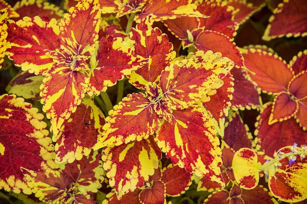 Červené a žluté begonia rostlina — Stock fotografie