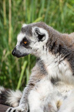 ring-tailed bir lemur portresi