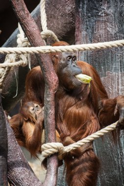 Bebek dişi orangutan