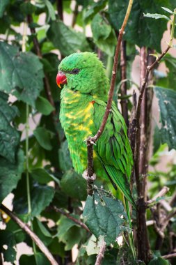 pullu göğüslü lori