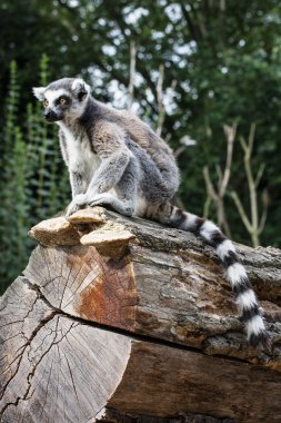 Ağaç gövdesi üzerinde oturan dikkatli Ring-tailed Maki
