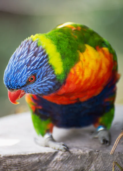 Arco-íris Lorikeet retrato — Fotografia de Stock