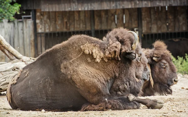 American bisons resting — Stock Photo, Image