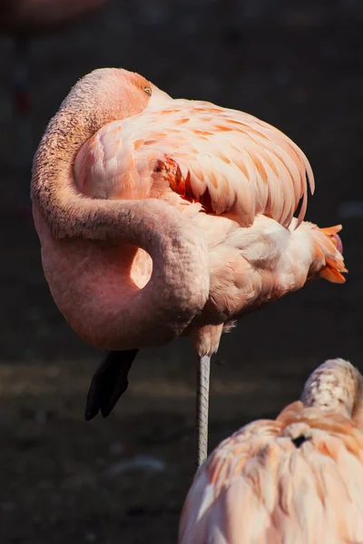 American flamingo — Stock Photo, Image