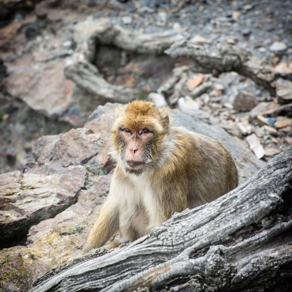 Macaco de Berbería — Foto de Stock