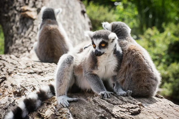 Skupina s prstýnkovým lemurů na kmen stromu — Stock fotografie