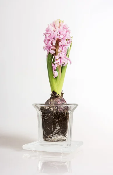 Růžový hyacinthus — Stock fotografie