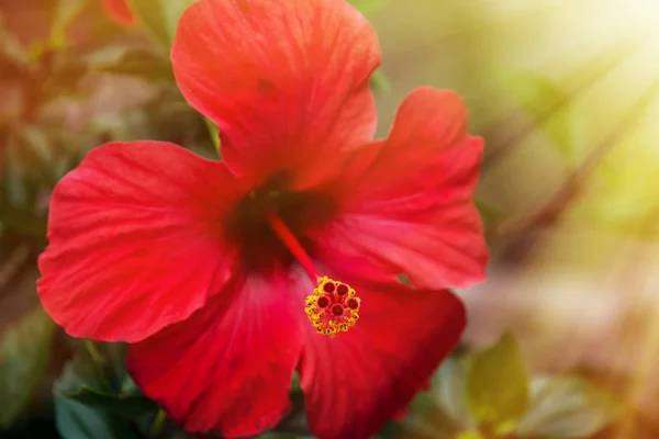 日差しの中で赤いハイビスカスの花 — ストック写真