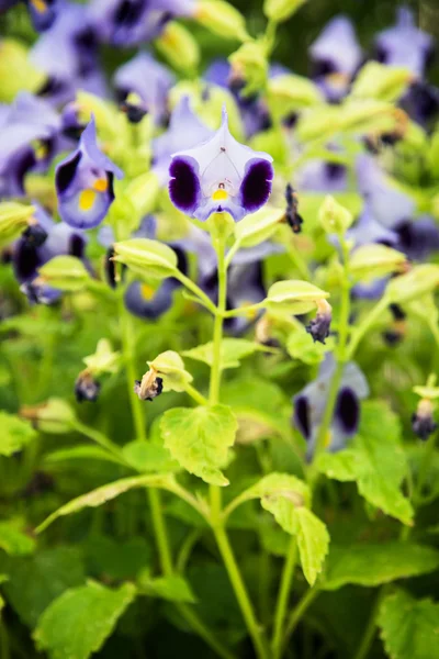 Special Wishbone flowers — Stock Photo, Image