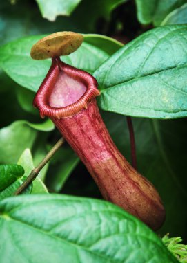 Açık havada Nepenthes etçil bitki