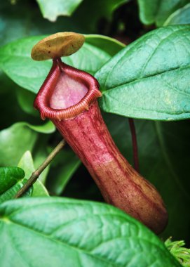 Nepenthes carnivorous plant in outdoors clipart