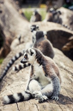Mizahi Ring-tailed lemur (Lemur catta)