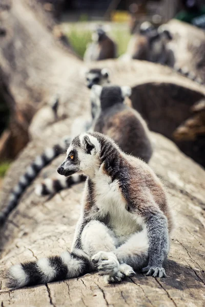 Юмористический кольцехвостый лемур (Lemur catta ) — стоковое фото