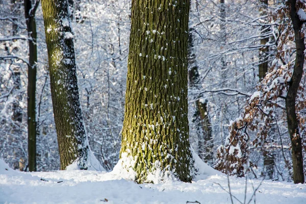 Árvores caducas em uma floresta nevada — Fotografia de Stock