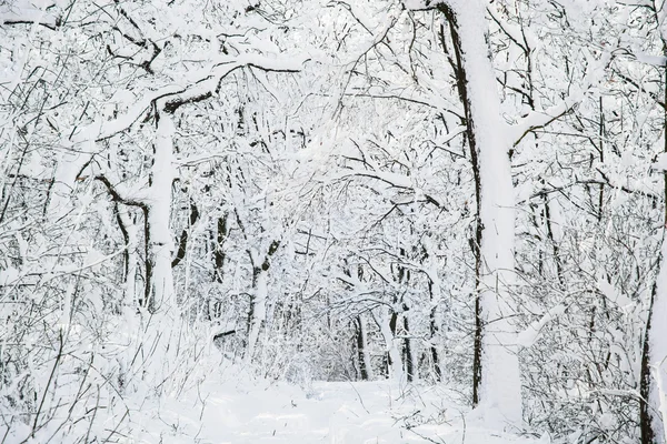 Inverno nevado paisagem — Fotografia de Stock