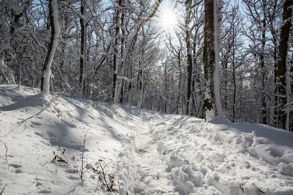 Caminho nevado na floresta branca de inverno — Fotografia de Stock