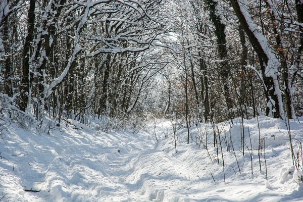 Caminho nevado na floresta de inverno — Fotografia de Stock