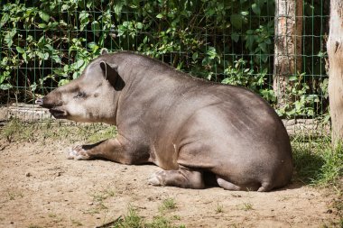 Güney Amerika tapiri (Tapirus terrestris)