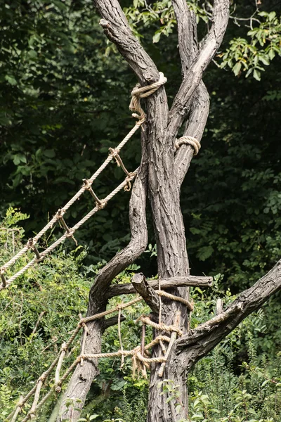 Cuerdas para trepar árboles — Foto de Stock