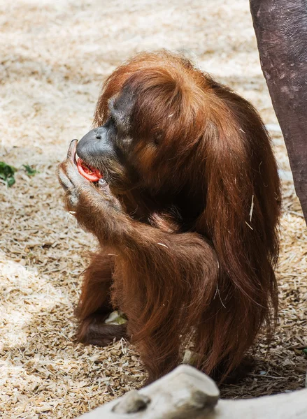 Vrouwelijke orang-oetan — Stockfoto