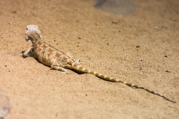 Stäppen agama (Trapelus sanguinolentus) i sanden — Stockfoto