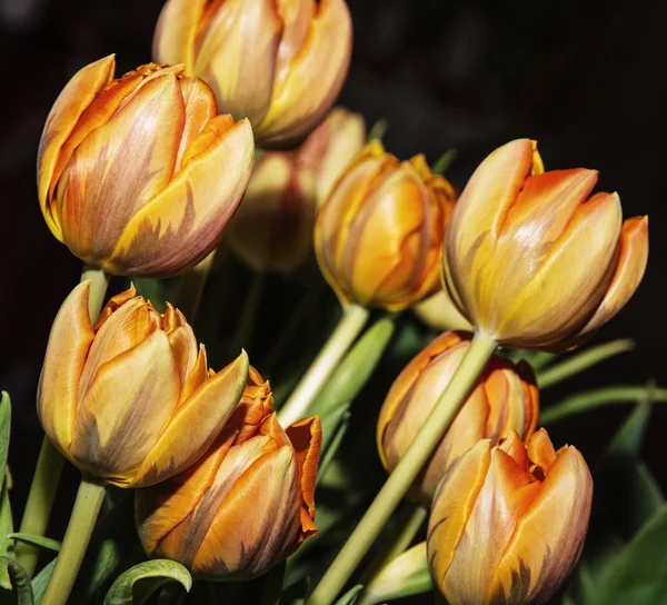 Bouquet of orange tulips — Stock Photo, Image