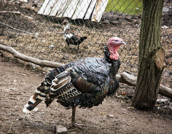 Domesticated turkey — Stock Photo, Image