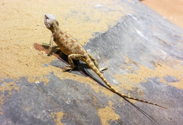 Stäppen agama — Stockfoto