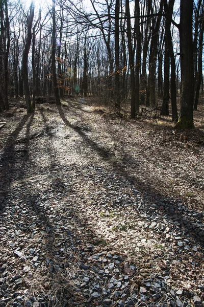 Deciduous trees in backlight — Stock Photo, Image