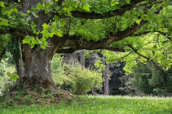Massieve ahorn boom in het park — Stockfoto