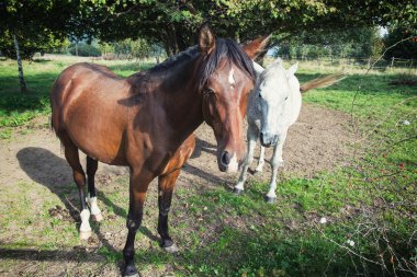 kahverengi ve beyaz atlar