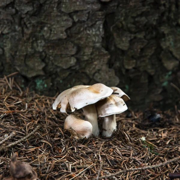 Closeup mushroom in the needles — Stock Photo, Image