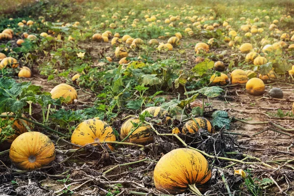 Field full of ripe pumpkins — Stock Photo, Image