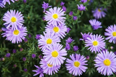 Avrupa Michaelmas'la Daisy (Aster amellus)
