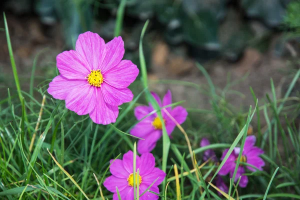 Kosmos blommor — Stockfoto