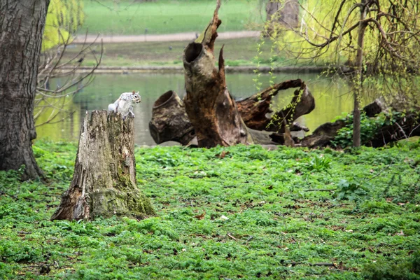 Ardilla sentada en un tronco de árbol —  Fotos de Stock