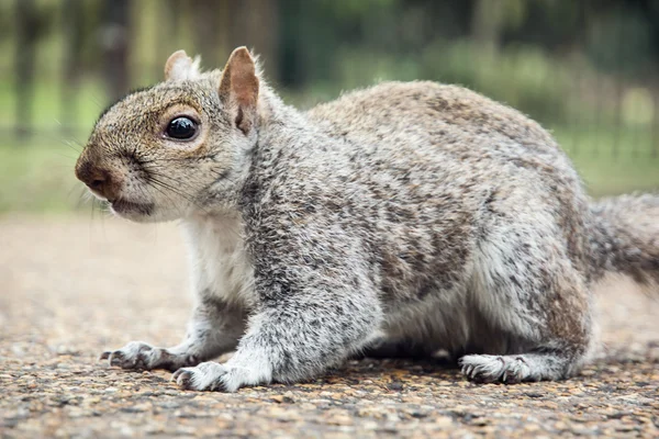 Schattige eekhoorn — Stockfoto