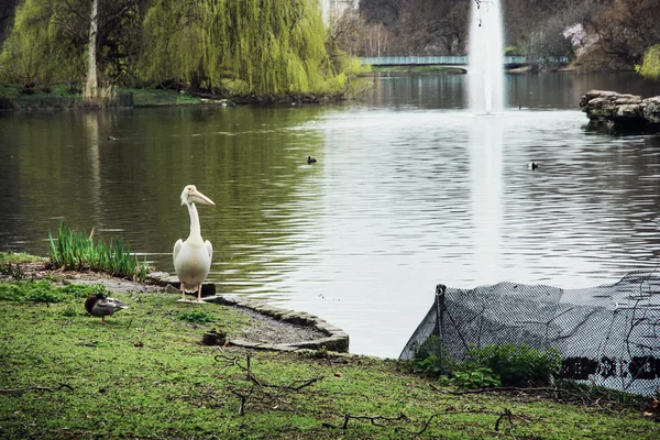 Vackra St. james's park scen — Stockfoto