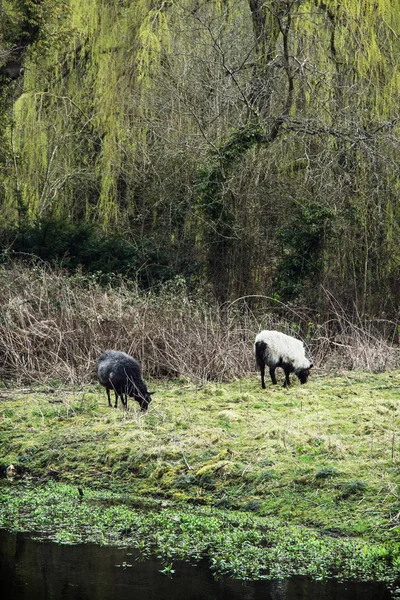 Två får bete på den engelska landsbygden — Stockfoto