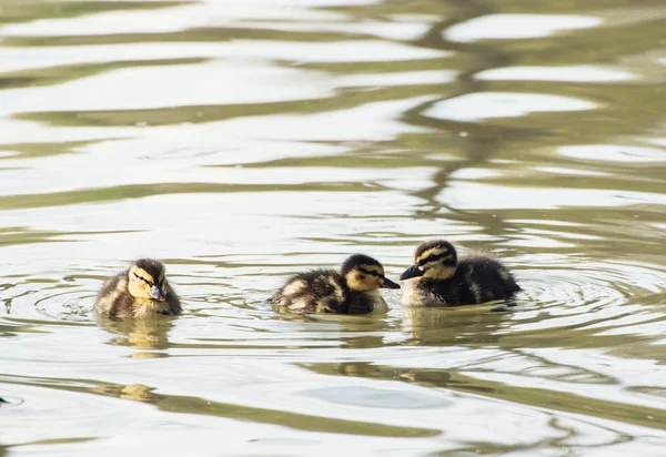 Three little mallard ducklings in the pond — Stock Photo, Image
