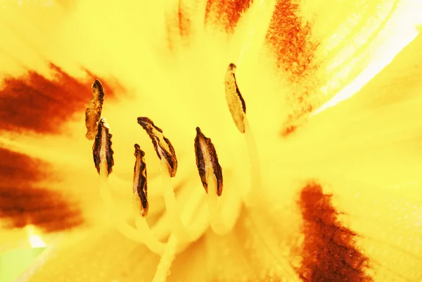 Szczegółowe zdjęcie kwiatu lilii żółty — Zdjęcie stockowe