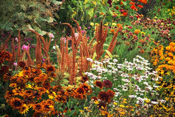 Jardín de verano lleno de flores — Foto de Stock