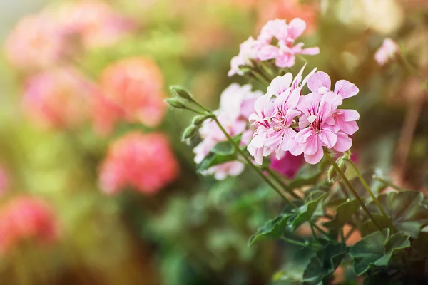Sunrays에 핑크 pelargonium 꽃 — 스톡 사진