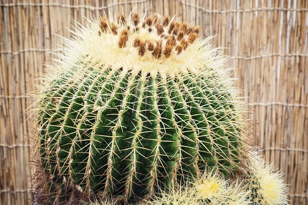 Grande planta de echinocactus — Fotografia de Stock