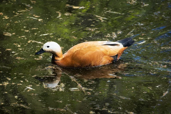 Vörös ásólúd (Tadorna ferruginea ()) — Stock Fotó