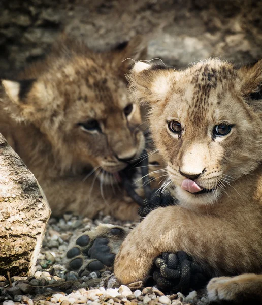 Zwei süße Löwenbabys — Stockfoto