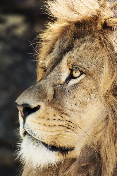 Berberlöwe-Porträt (Panthera leo leo)) — Stockfoto