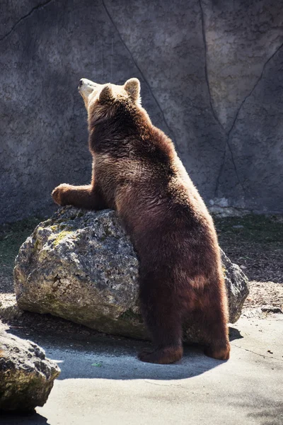 Καφέ αρκούδα (Ursus arctos arctos) — Φωτογραφία Αρχείου